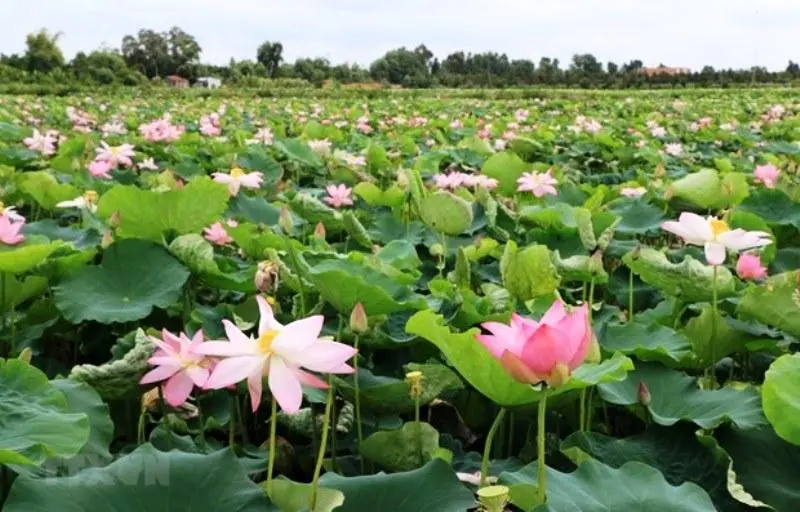 Thu&ecirc; Xe Đi Th&aacute;p Mười &ndash; Đồng Th&aacute;p