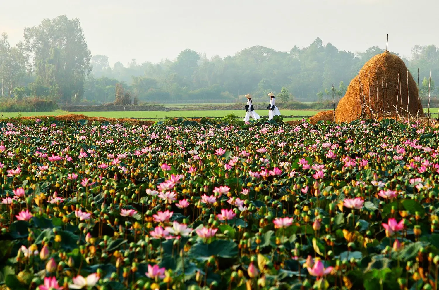 Thu&ecirc; Xe Đi L&agrave;ng Hoa Sa Đ&eacute;c &ndash; Đồng Th&aacute;p